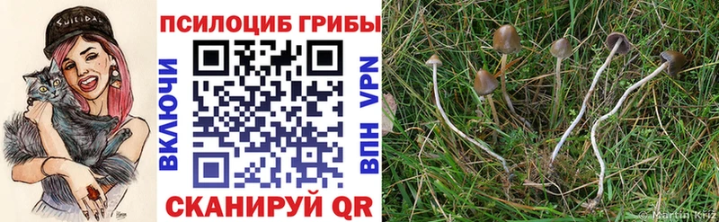 Купить закладки  Лосино-Петровский  Псилоцибиновые грибы мицелий 